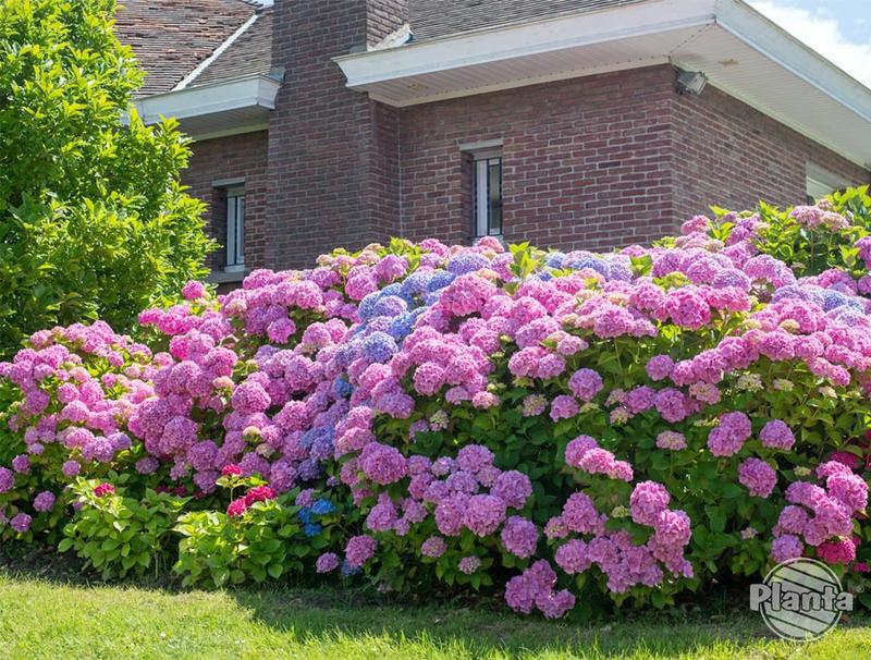 Kolor kwiatów hortensji
