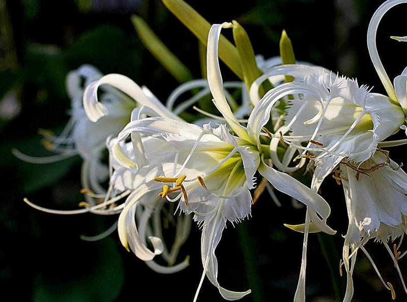 Kwiaty cebulowe wieloletnie