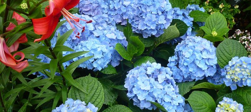 Pielęgnacja hortensji