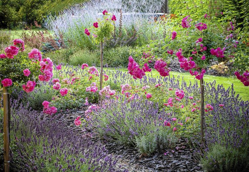 Pielęgnacja lawendy i róż