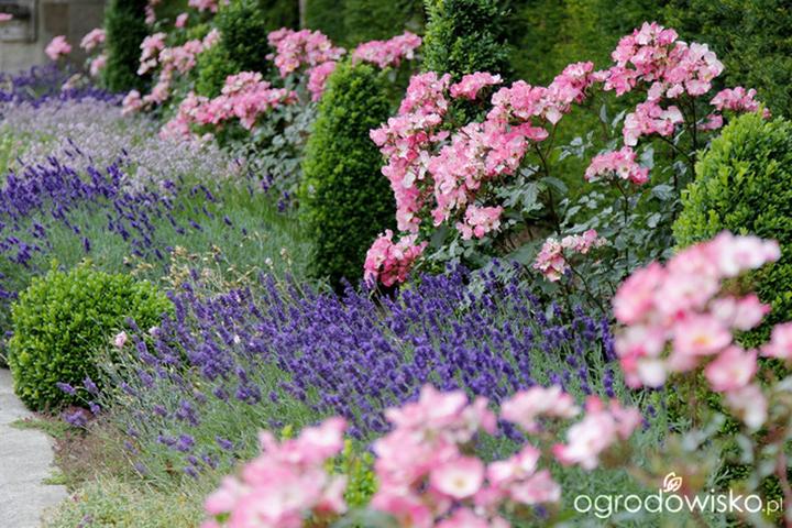 Rabata z lawendą i różami