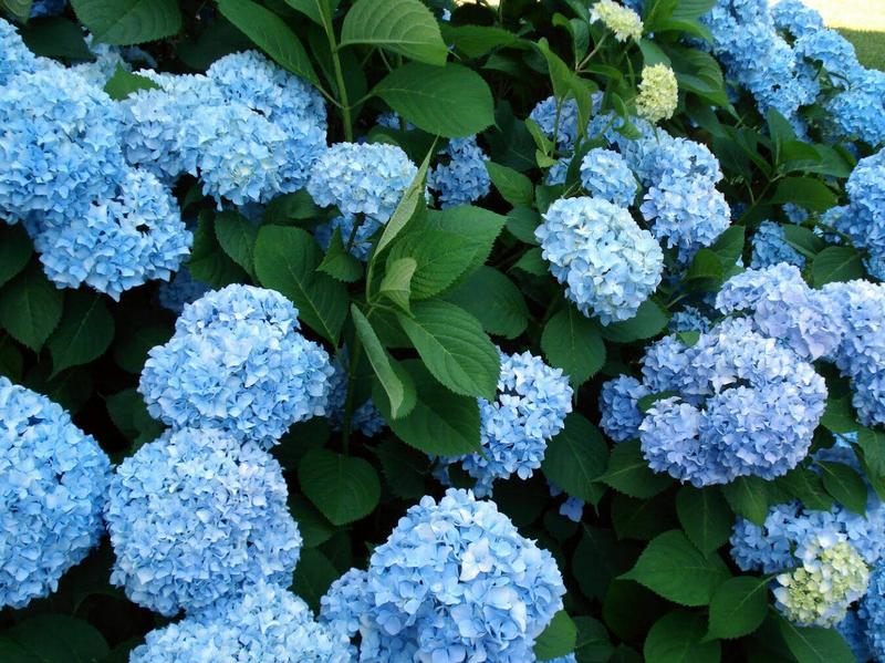 Rodzaje hortensji