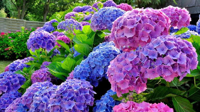 Hortensje: Odkryj Różnorodność Rodzajów i Ich Wymagania Pielęgnacyjne