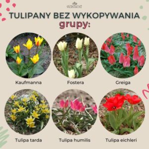 Odkryj piękno kwiatów cebulowych wieloletnich: jakie są ich rodzaje bez konieczności wykopywania?