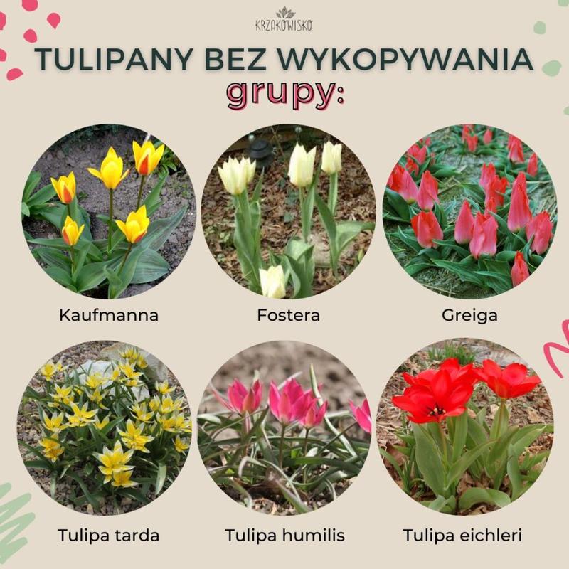 Odkryj piękno kwiatów cebulowych wieloletnich: jakie są ich rodzaje bez konieczności wykopywania?