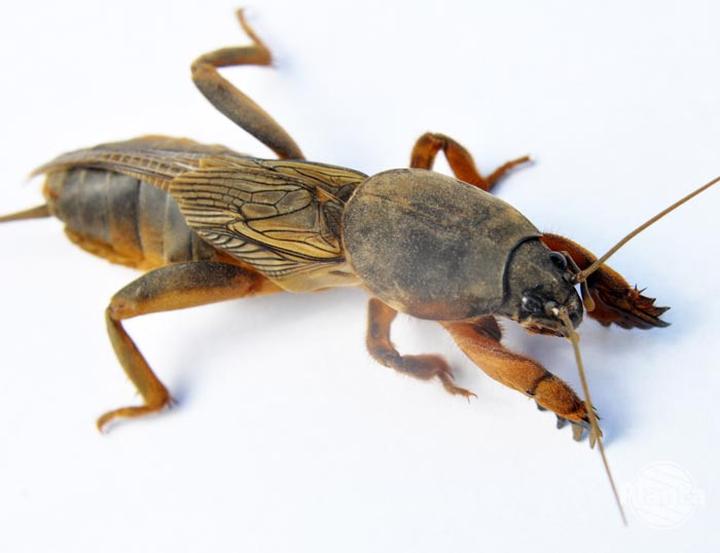 Skuteczne sposoby na pozbycie się turkucia podjadka z ogrodu