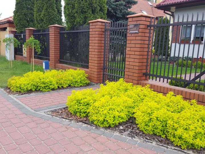 Tawulki wieloletnie i kolorowe – kiedy je sadzić oraz jak skutecznie dbać o ich urodę?