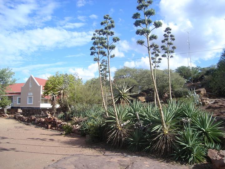 Aloes w ogrodzie zimą