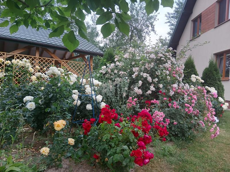 Cykl wzrostu rośliny