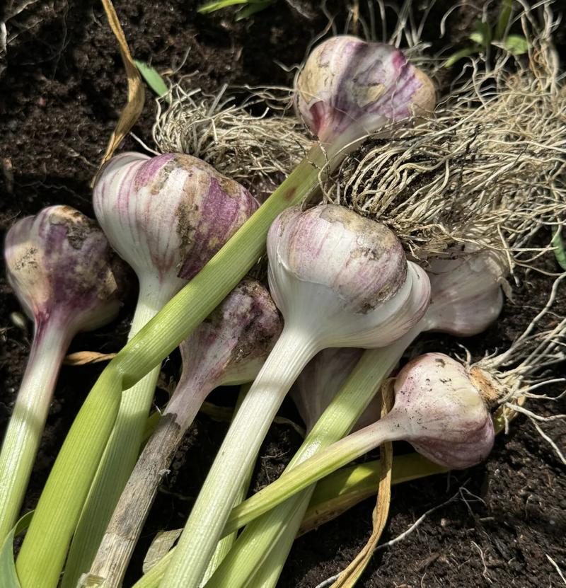 Czosnek wiosenny sadzenie