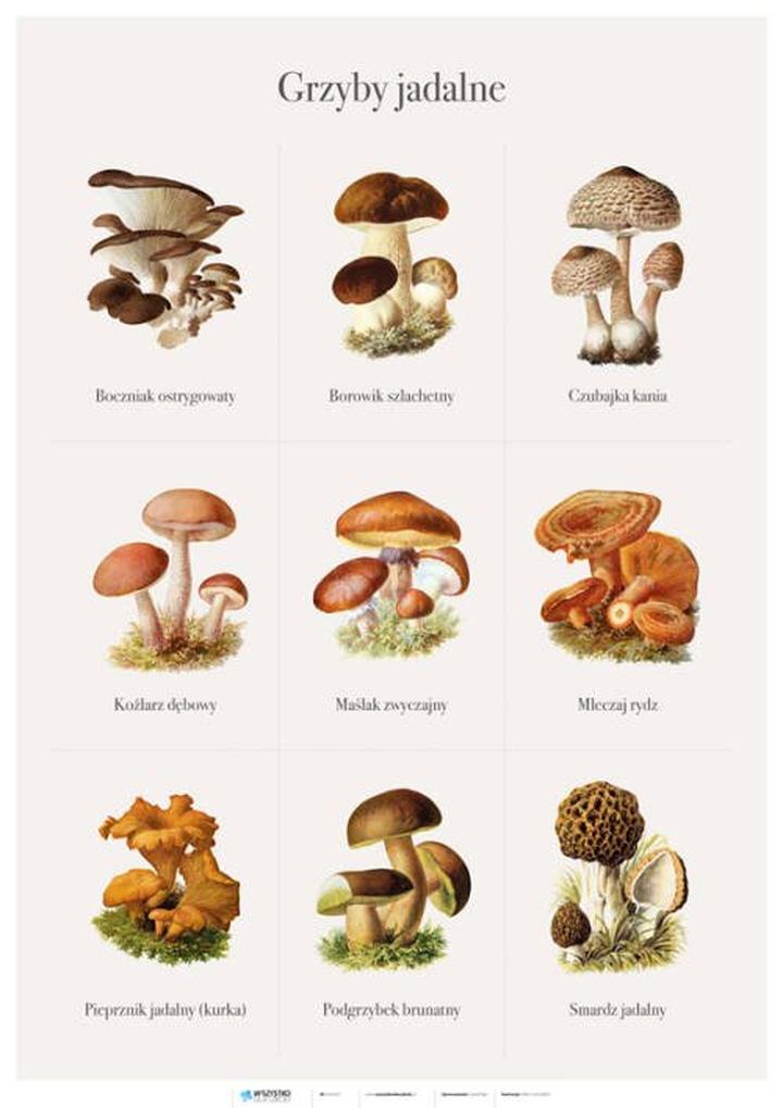 Korzyści zdrowotne robaczywych grzybów