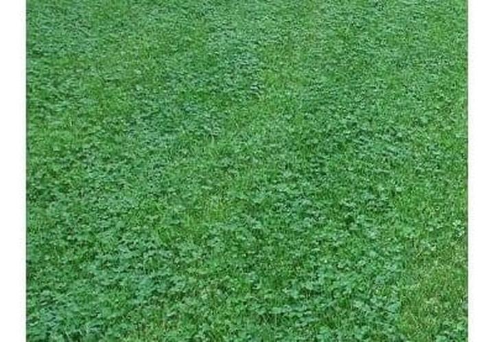 Mikrokoniczyna w ogrodzie