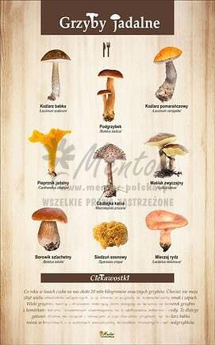 Mity i fakty o robaczywych grzybach