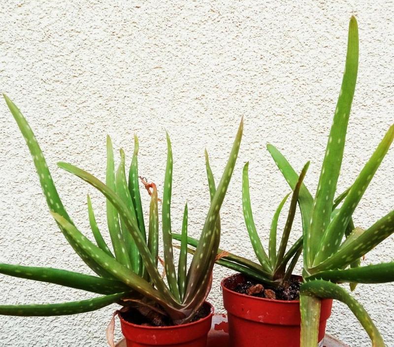 Nawadnianie aloesu zimą