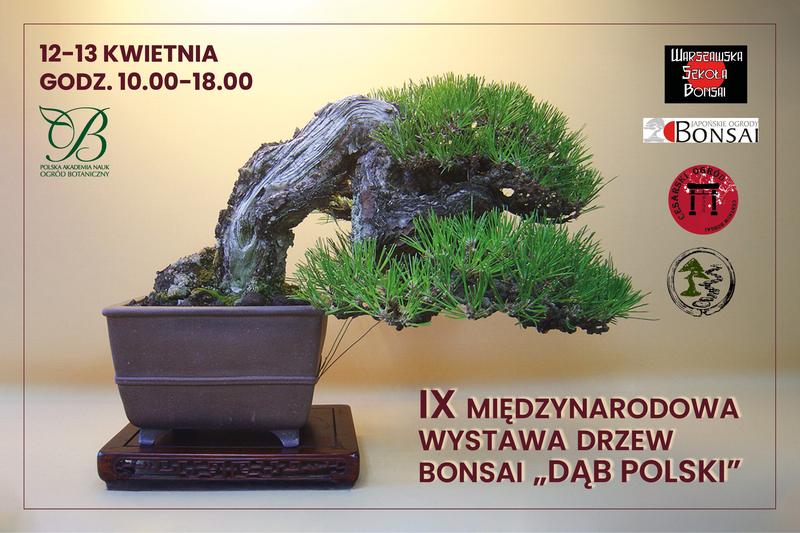 Nawożenie i podlewanie bonsai