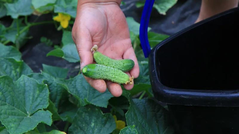 Nawożenie ogórków