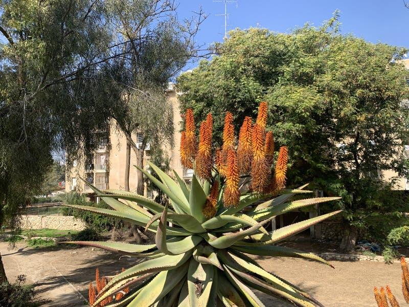 Optymalne warunki dla aloesu zimą