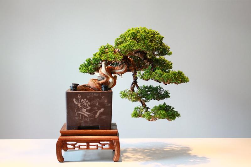 Pielęgnacja bonsai