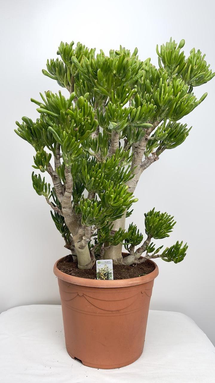 Pielęgnacja drzewka szczęścia