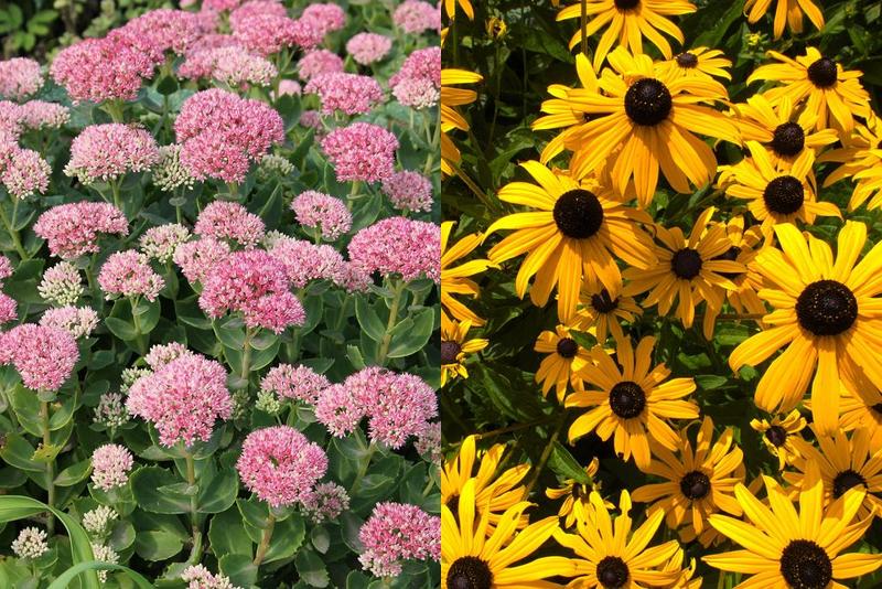 Pielęgnacja roślin doniczkowych