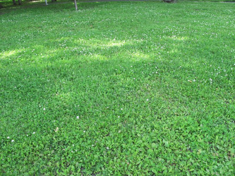 Pielęgnacja trawnika