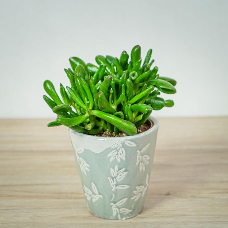 Podlewanie grubosza jajowatego