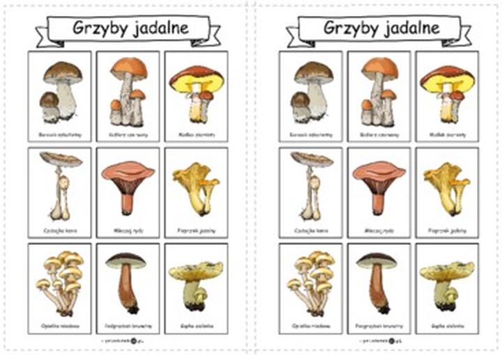 Robaczywe grzyby a bezpieczeństwo żywnościowe