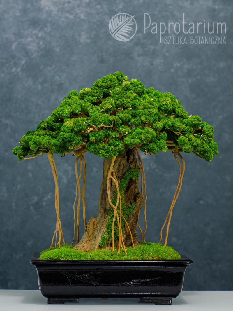 Techniki formowania drzewek bonsai
