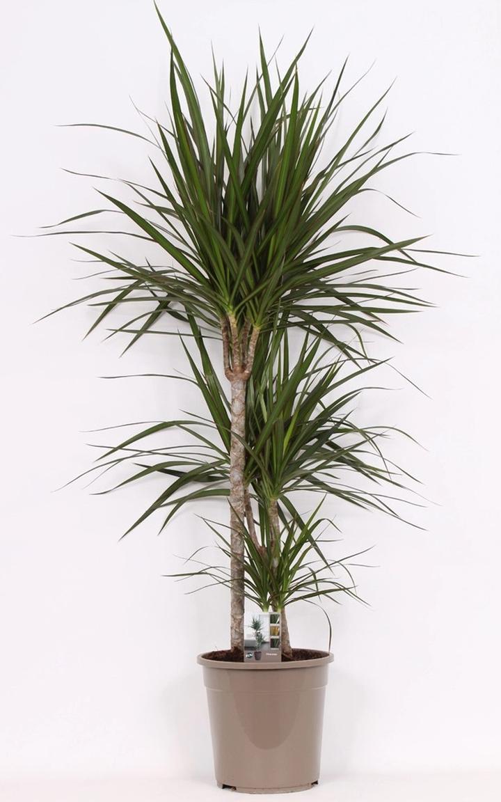 Techniki pielęgnacji roślin