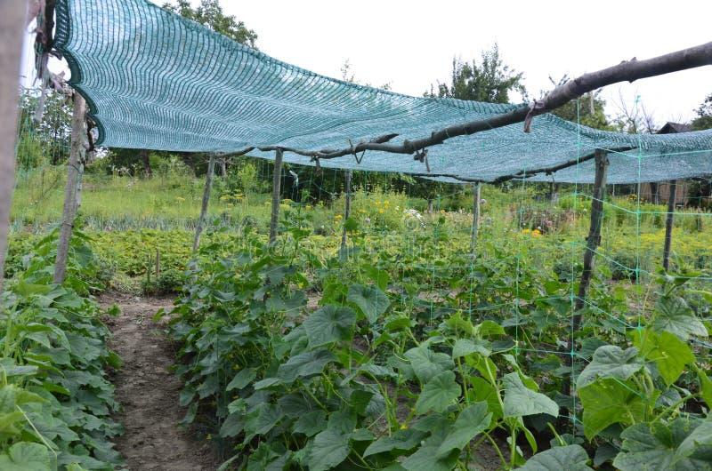 Warunki atmosferyczne ogórki