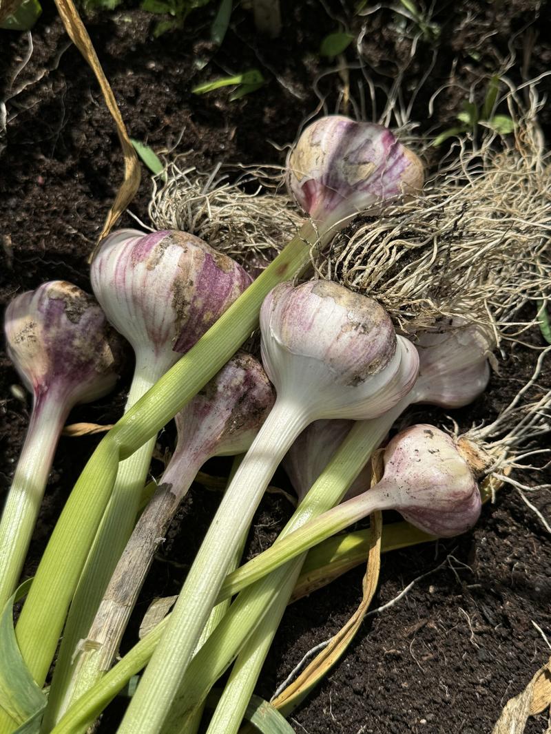 Zalety uprawy czosnku