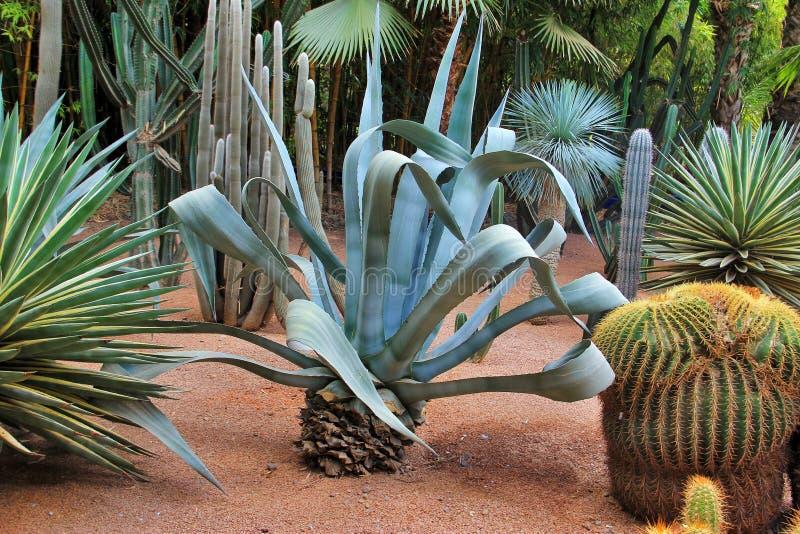 Zimowa pielęgnacja aloesu