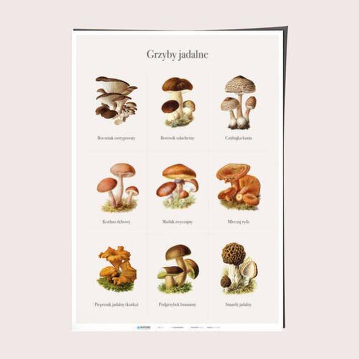 Zrównoważony rozwój a robaczywe grzyby