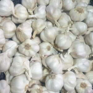 Czosnek wiosenny – kiedy i jak go skutecznie sadzić?