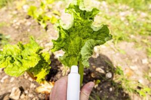 Jak przygotować oprysk z czosnku i cebuli oraz kiedy go stosować?