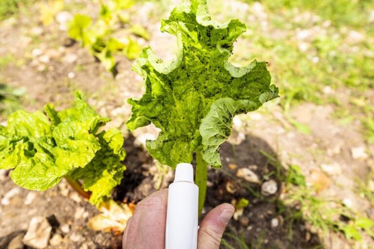 Jak przygotować oprysk z czosnku i cebuli oraz kiedy go stosować?