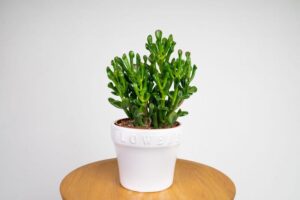 Jak zadbać o drzewko szczęścia: grubosz jajowaty – uprawa, pielęgnacja i podlewanie