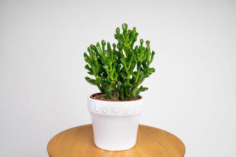 Jak zadbać o drzewko szczęścia: grubosz jajowaty – uprawa, pielęgnacja i podlewanie