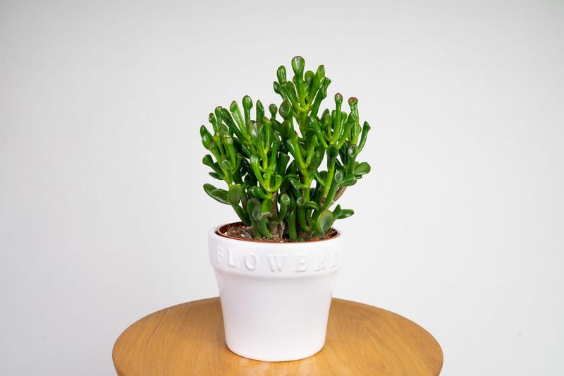 Jak zadbać o drzewko szczęścia: grubosz jajowaty – uprawa, pielęgnacja i podlewanie