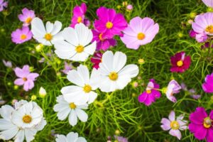 Kosmosy: Kiedy siać i jak o nie dbać – praktyczny poradnik dla każdego ogrodnika