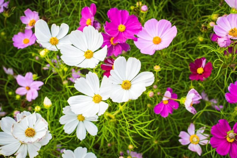 Kosmosy: Kiedy siać i jak o nie dbać – praktyczny poradnik dla każdego ogrodnika