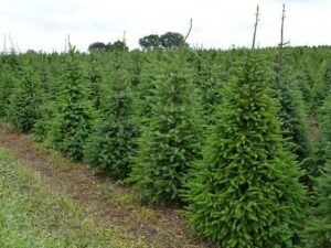 Odkryj Fascynujące Rodzaje Choinek Ogrodowych – Które Z Nich Wybrać?