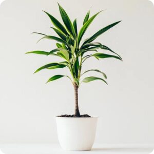 Sekrety pielęgnacji: Jak i kiedy przyciąć draceny, aby pięknie rosły