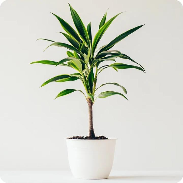 Sekrety pielęgnacji: Jak i kiedy przyciąć draceny, aby pięknie rosły