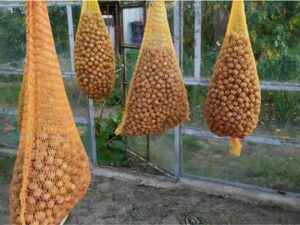 Skuteczne metody na suszenie orzechów włoskich bez łupiny