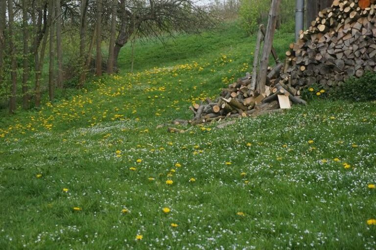 Trawnik z rolki czy z siewu? Odkryj wady i zalety obu rozwiązań