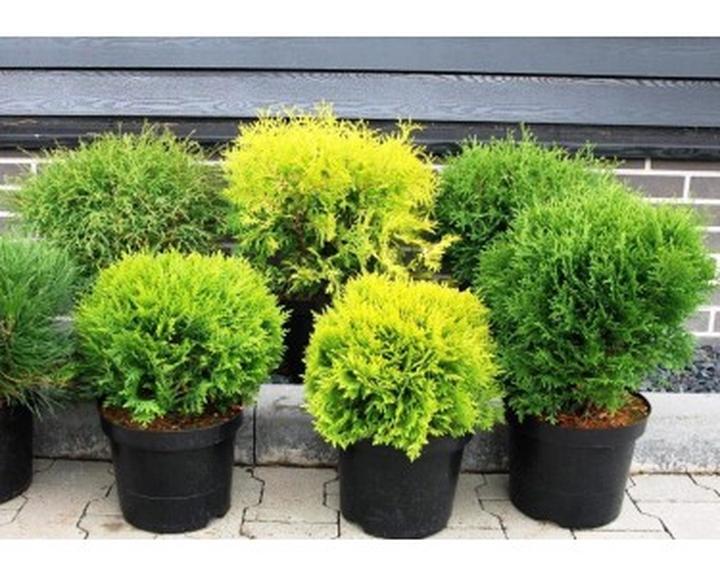 Aranżacje ogrodowe z iglakami