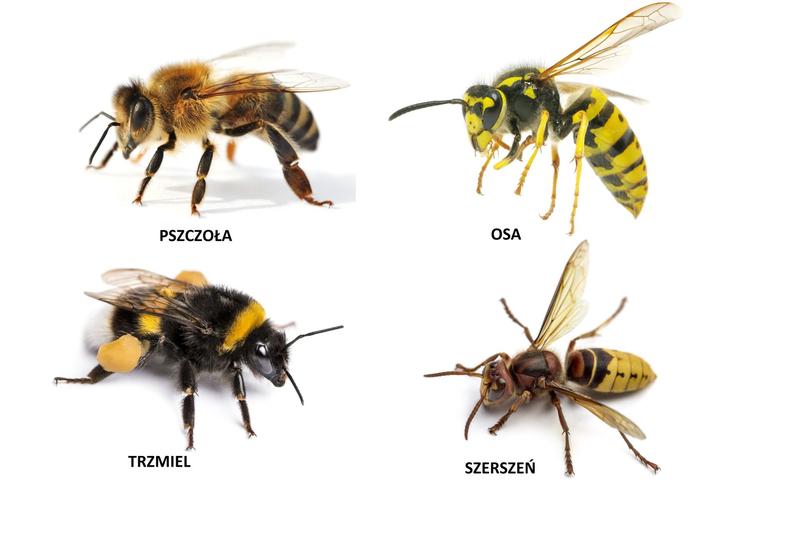 Bezpieczne metody na szerszenie