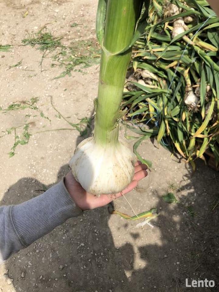 Czosnek słoniowy historia