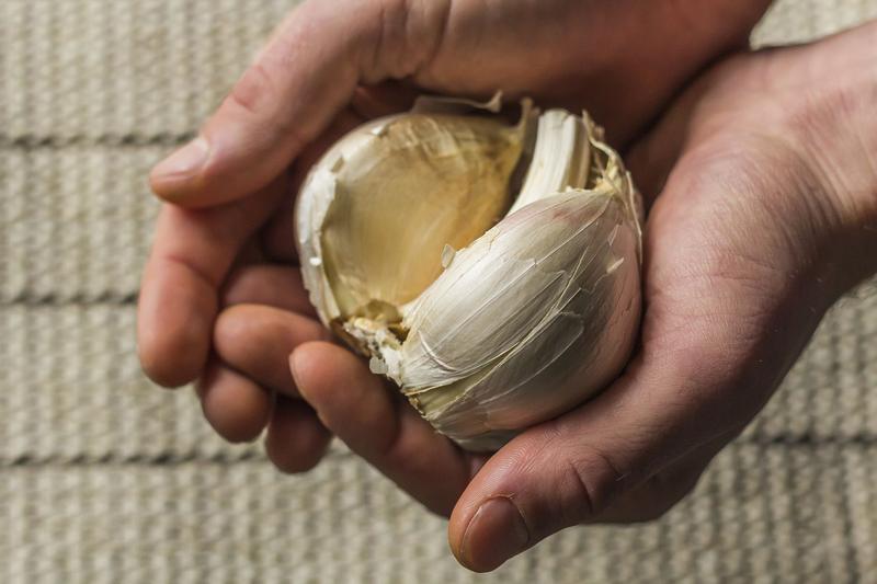 Czosnek słoniowy uprawa